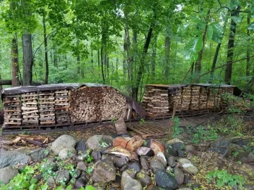 [Hearth.com] Swamp mucking for ash...