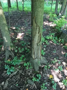 [Hearth.com] Sugar Maples dying any ideas why?