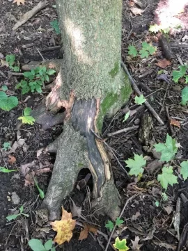 [Hearth.com] Sugar Maples dying any ideas why?