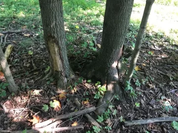 [Hearth.com] Sugar Maples dying any ideas why?