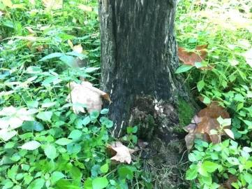 [Hearth.com] Sugar Maples dying any ideas why?