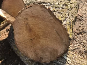 [Hearth.com] Wood ID help...Is this Red Alder