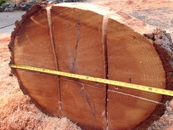spliting big maple rounds that are rock hard