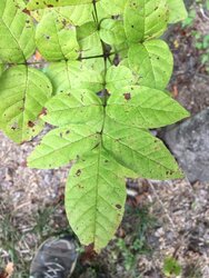 Help me identify this sapling