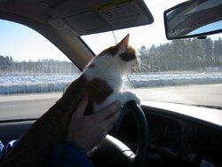 driving cat.jpg