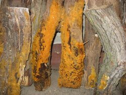 Orange mold on cordwood
