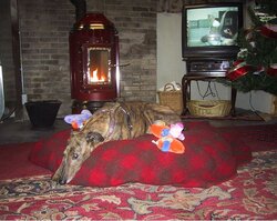 Greyhounds and the Stove