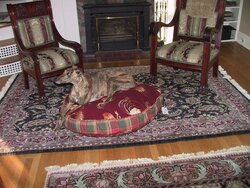 Greyhounds and the Stove