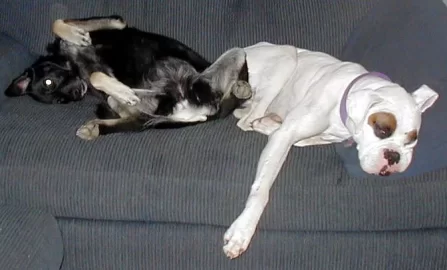 [Hearth.com] Two Dogs on the couch in front of the stove