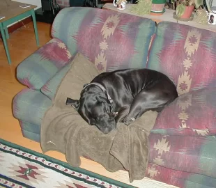 [Hearth.com] Two Dogs on the couch in front of the stove