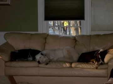 [Hearth.com] Two Dogs on the couch in front of the stove