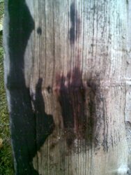 Wood ID - black stains on splits