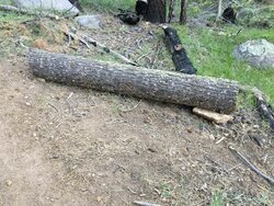 Cutting the trunk of a felled tree