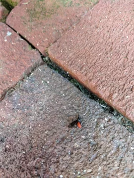 [Hearth.com] Arrggg, this is a termite isn't it?