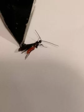 [Hearth.com] Arrggg, this is a termite isn't it?