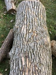 Tree ID?