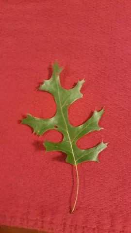 [Hearth.com] Name this leaf.