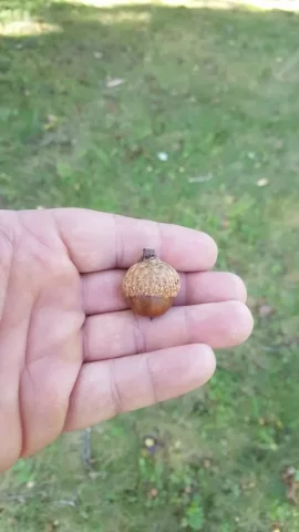 [Hearth.com] Name this leaf.