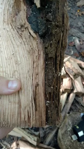 [Hearth.com] Termites