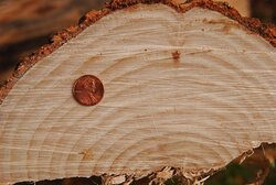 Good Sized growth rings
