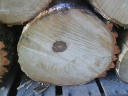 log guy dropped off some - i see some pine - any idea what the rest is