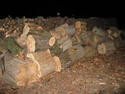 Wood Scrounging Score with photos and poll