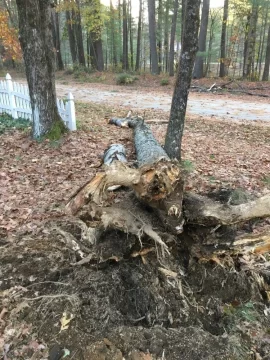 [Hearth.com] Can you ID this tree?