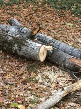 [Hearth.com] Can you ID this tree?