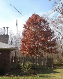 [Hearth.com] Tree Identification