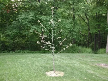 [Hearth.com] Tree Identification