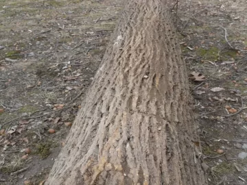 [Hearth.com] Tree ID