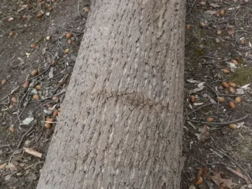 [Hearth.com] Tree ID