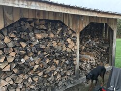 BK Princess unripe wood