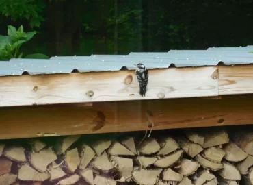 [Hearth.com] Male Pileated Woodpecker at our feeder