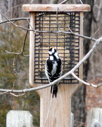 Male Pileated Woodpecker at our feeder