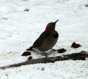 [Hearth.com] Male Pileated Woodpecker at our feeder