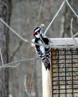 [Hearth.com] Male Pileated Woodpecker at our feeder