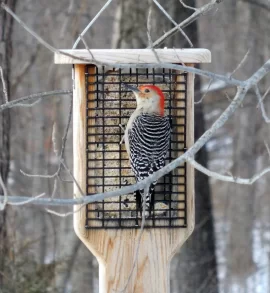 [Hearth.com] Male Pileated Woodpecker at our feeder