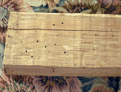 I saw what makes those small holes in oak.  Crazy.