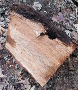 [Hearth.com] I saw what makes those small holes in oak.  Crazy.