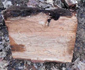 [Hearth.com] I saw what makes those small holes in oak.  Crazy.