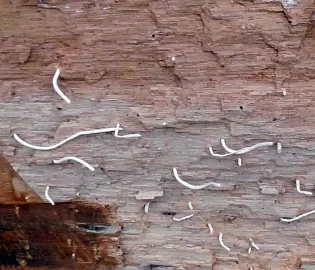 [Hearth.com] I saw what makes those small holes in oak.  Crazy.