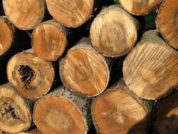 Help ID'ing Free Wood
