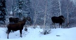 moose 3 of m.jpg