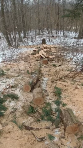 [Hearth.com] Standing dead red oak score