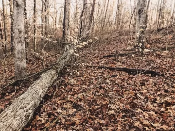 [Hearth.com] A beautiful morning for wood