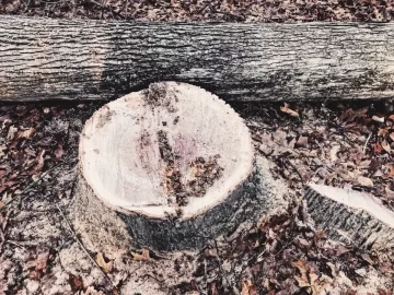 [Hearth.com] A beautiful morning for wood
