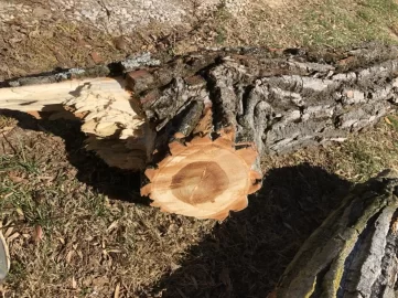 [Hearth.com] Help with wood ID, please!