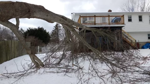 [Hearth.com] Tree fell - need a plan to cut it up