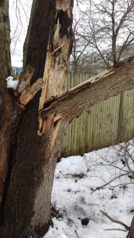 [Hearth.com] Tree fell - need a plan to cut it up